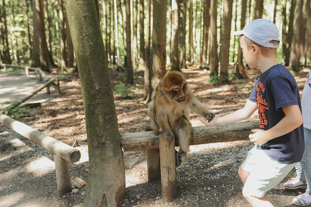 Kreative Aktivitäten für Kinder - Ein kleiner Junge füttert einen Affen auf dem Affenberg in Salem, Deutschland.