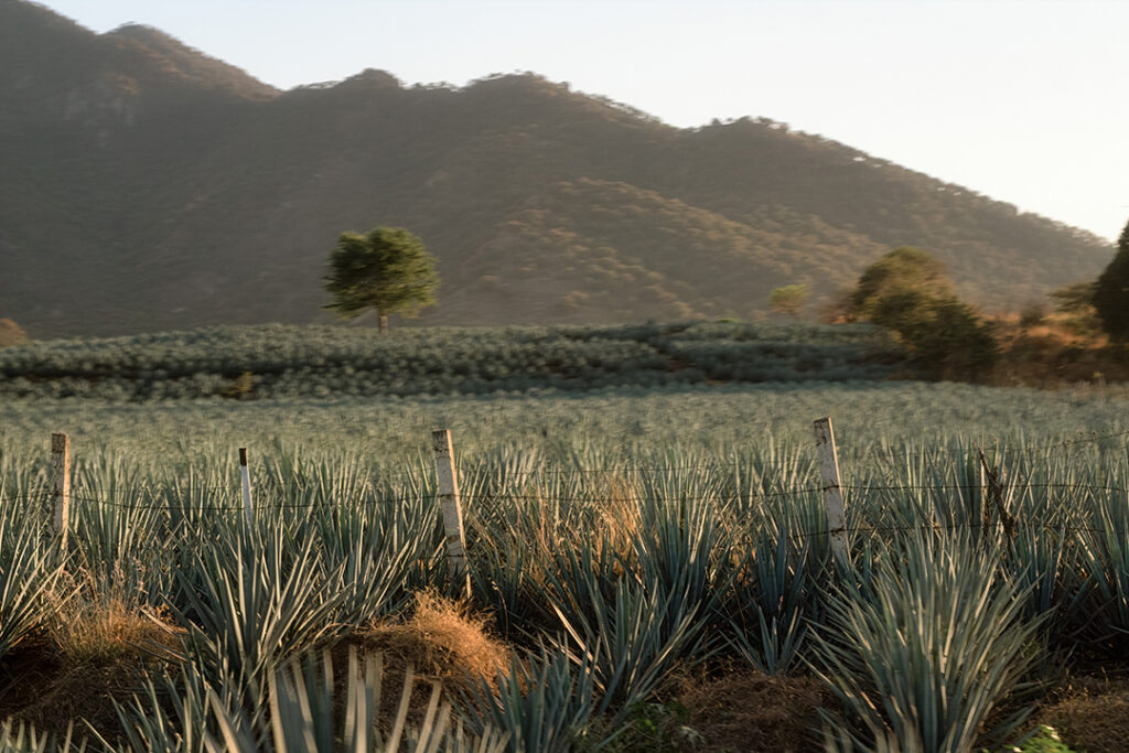 Eine grosse Agaven-Plantage bei Sonnenuntergang in Tequila, in Mexiko. Im Hintergrund ist ein Hügel zu sehen und ein Baum auf dem Feld zwischen den Agaven.